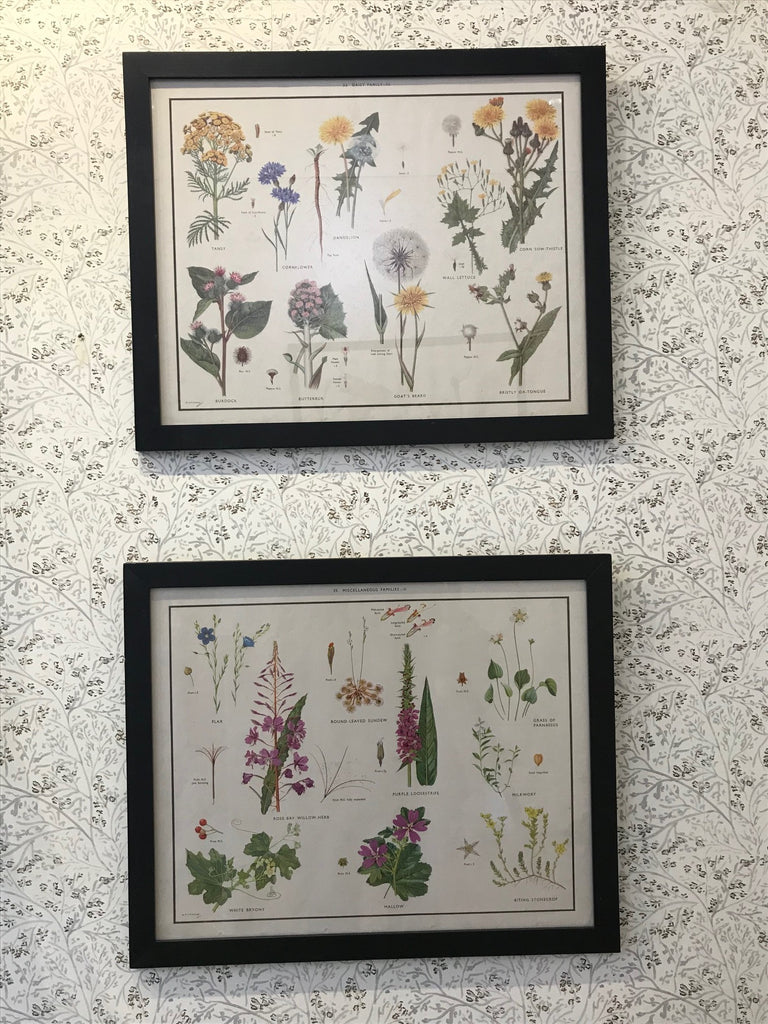 A set of four coloured vintage prints depicting wild flowers and weeds of Britain including the daisy and rose family.