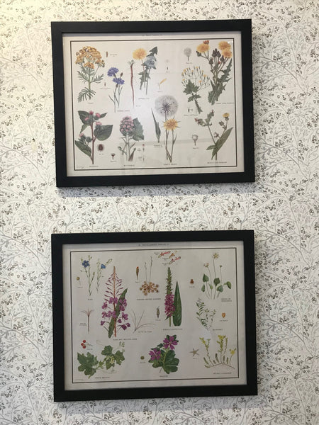 A set of four coloured vintage prints depicting wild flowers and weeds of Britain including the daisy and rose family.