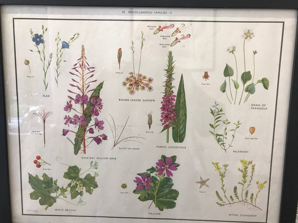 A set of four coloured vintage prints depicting wild flowers and weeds of Britain including the daisy and rose family.