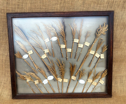 A Framed Collection of Grasses