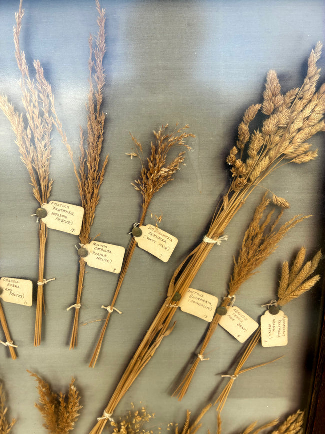 A Framed Collection of Grasses