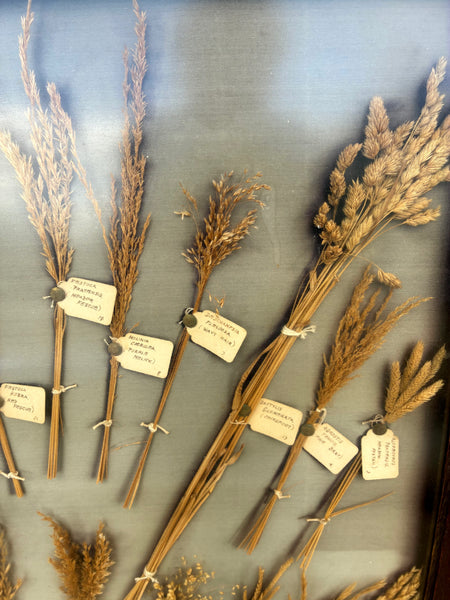 A Framed Collection of Grasses
